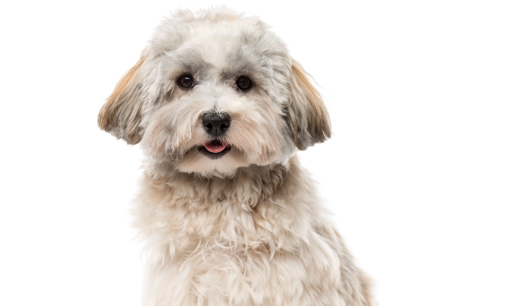 [guia de raça] - bichon-havanes- tipo de pelagem]