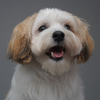 [guia de raça] - bichon-havanes - card dentro do guia de raça]