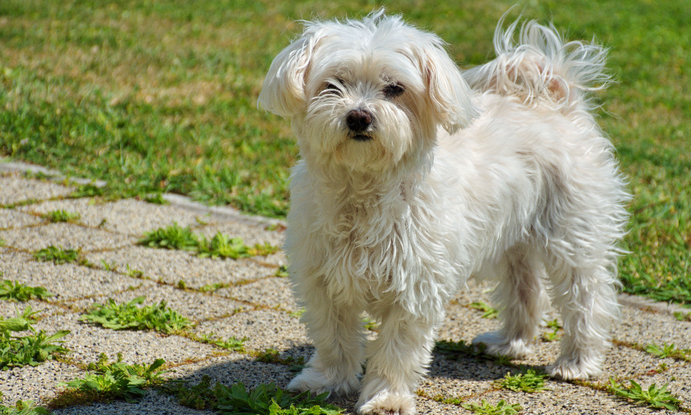 [guia de raça] - bichon-havanes- problemas de saúde]  