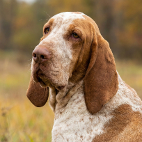 [guia de raça] - braco-italiano - card dentro do guia de raça]