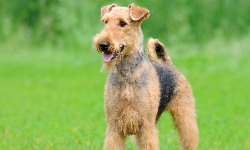 [guia de raça] - welsh-terrier- tipo de pelagem]