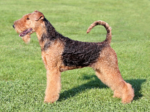 [guia de raça]- welsh-terrier -carrossel dicas]
