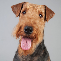 [guia de raça] - welsh-terrier - card dentro do guia de raça]