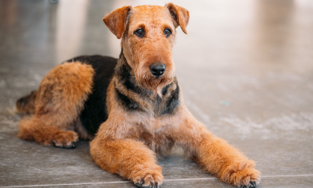 [guia de raça] - welsh-terrier- problemas de saúde] 