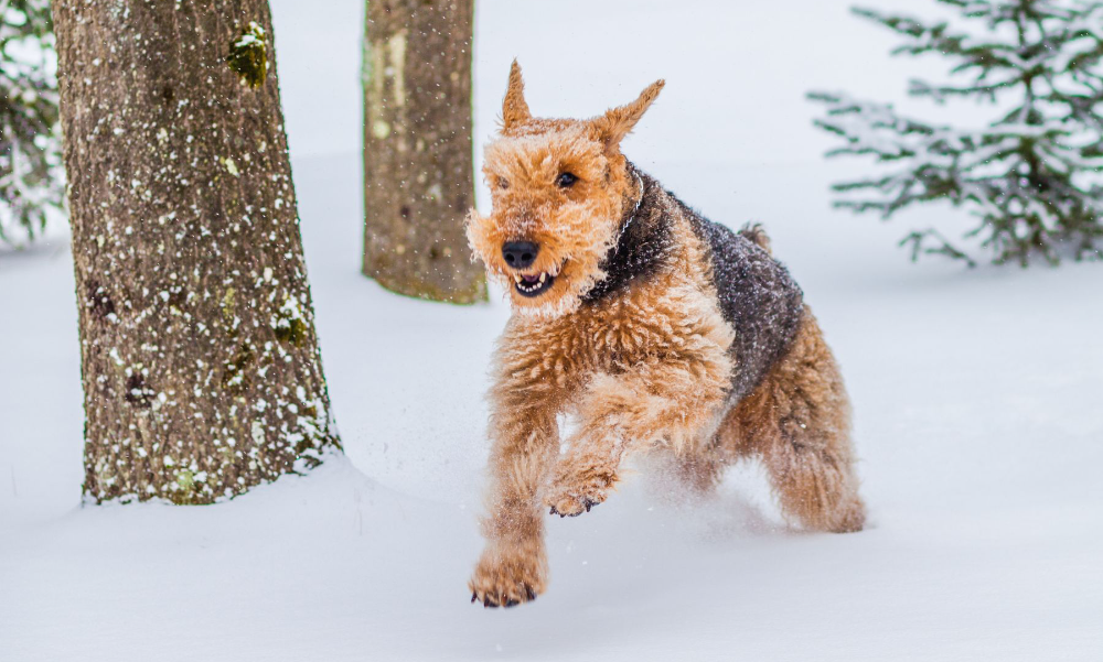 [guia de raça] - welsh-terrier- Temperamento]