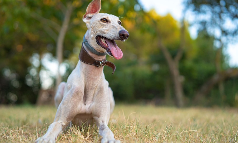 [guia de raça] - whippet- tipo de pelagem]