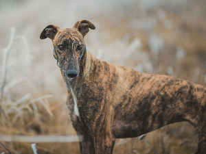 [guia de raça]- whippet -carrossel dicas]