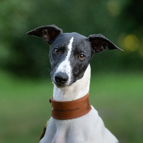 [guia de raça] - whippet - card dentro do guia de raça]