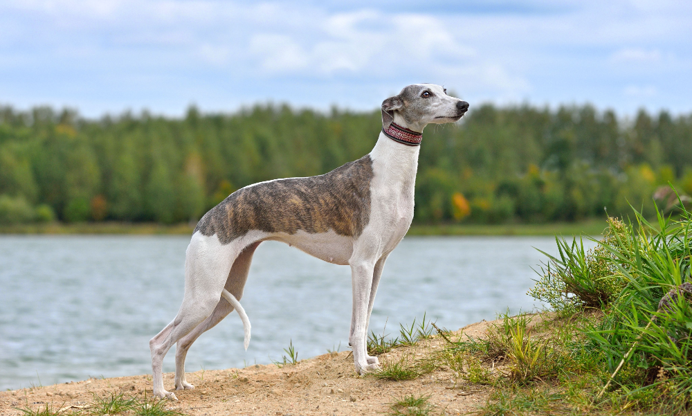 [guia de raça] - whippet- problemas de saúde] 