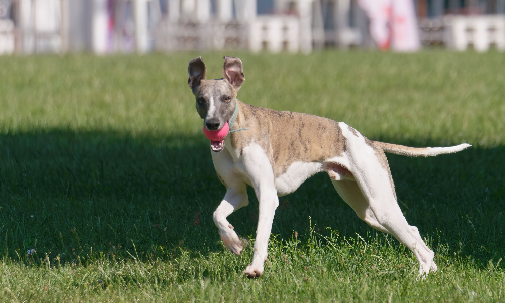 [guia de raça] - whippet- Temperamento]