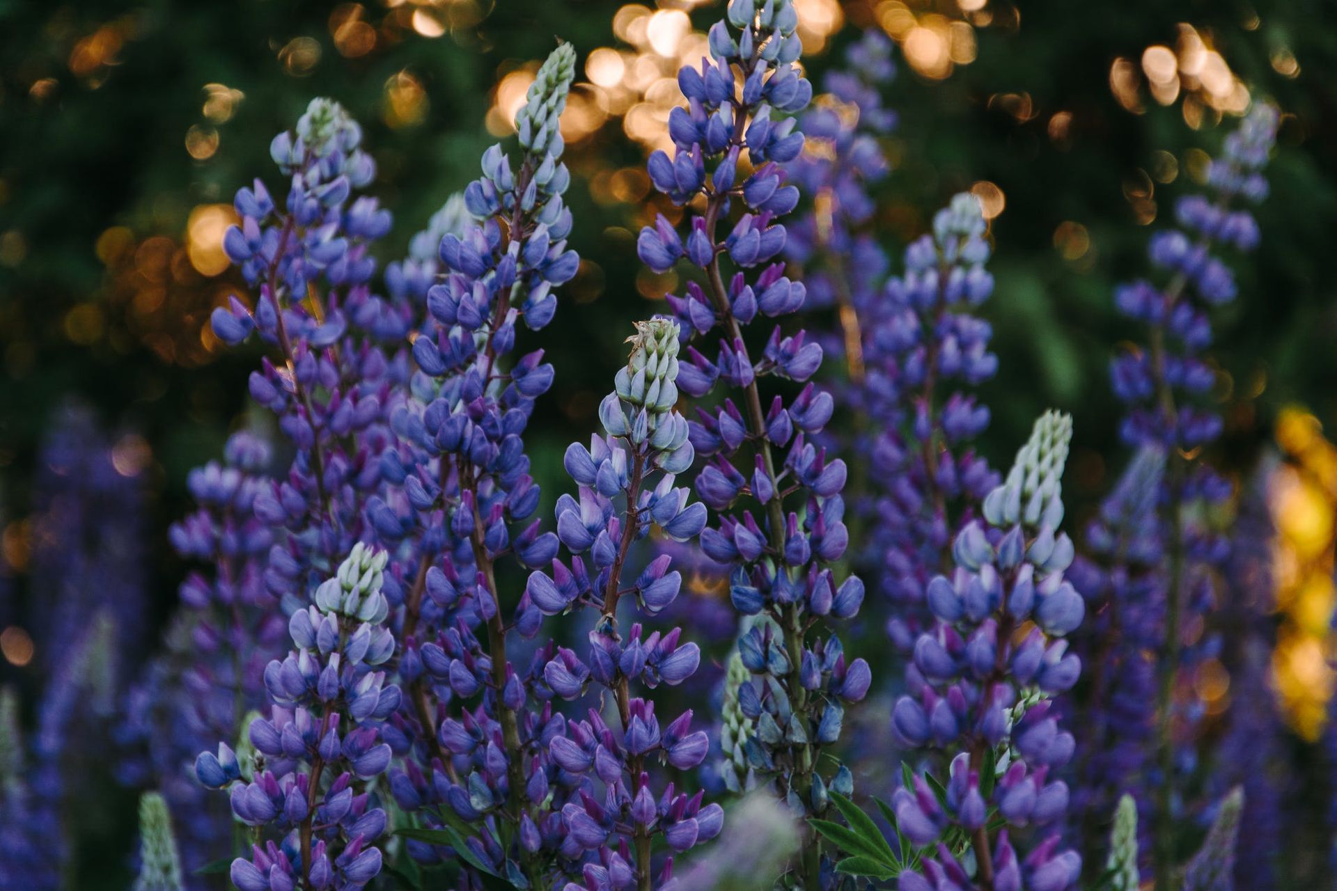 French Lavender
