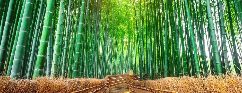 Bamboo